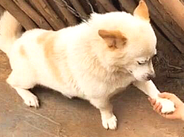 A 10-year-old native dog learns to wave his hands. He is very happy when he gets closer: The cat slave has gained blessings in his previous life.