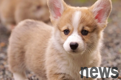 What are some ways to groom your dog? You will know after reading it!