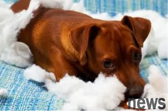 Do dogs also come to visit their aunt? Is it a lot?
