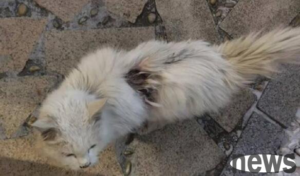 There is an inexplicable wound behind the beautiful stray cat. Brother: When you need it, we will be your guardian.