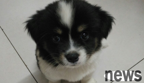 What are the characteristics of the Border Collie Dog? Click in to take a look!