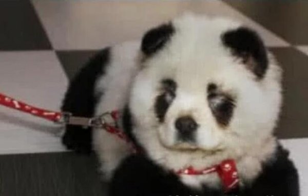 I went out and found someone walking a giant panda. This was so exciting. I was about to call the police but something interesting happened!