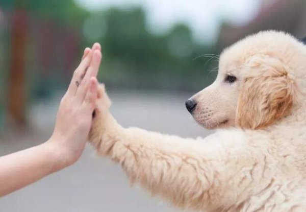 These are 25 little things that dogs most want to tell their owners!