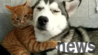 The orange cat gave birth to 10 babies in one breath, and she didn’t have time to tear down the house. She helped take care of the babies every day, making her owner laugh and cry.