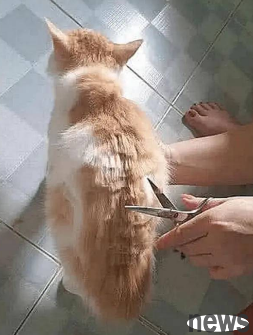 The girl secretly gave the orange cat a haircut while her grandma was not at home.