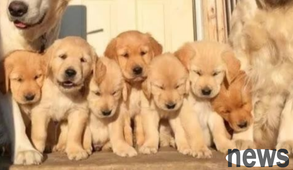 Want to decide which dog is the smartest? You must master the essential skills when choosing a dog!