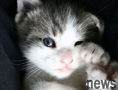 What s it like to watch cats on a blind date | Guo Damao s life, blind dates, and cats!