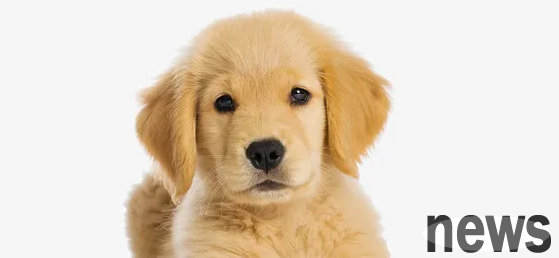 By the way, should female dogs be neutered?