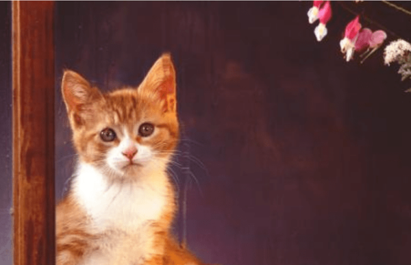 The owner came back after buying an inflatable cat. Unexpectedly, the orange cat became angry on the spot. The next second, everyone held back their laughter.