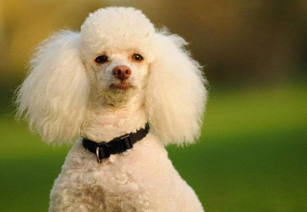 The most fragrant dog in the dog world. You no longer have to worry about your home smelling bad.