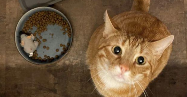 Cry! The orange cat was abandoned by its original owner and went on hunger strike for 3 months and turned into a paper cat