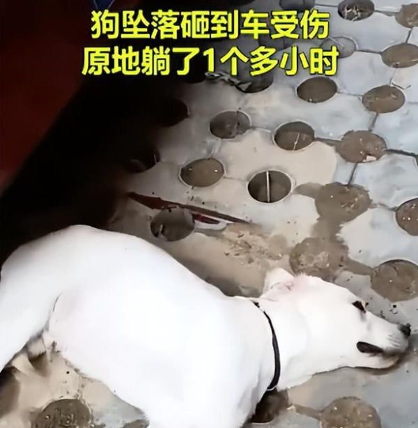 The couple pushed their dog down the 4th floor due to a suspected quarrel. The dog vomited blood and was sent to the hospital an hour later. Netizens: The dog was so miserable.