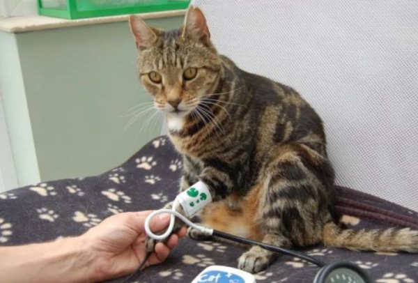 Cats can also suffer from 