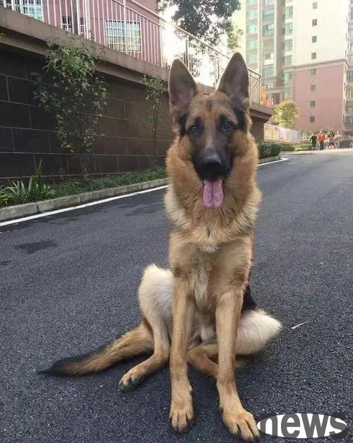 Little knowledge about German Shepherds | If you don’t own a German Shepherd, you will never know these 7 things that will benefit you a lot