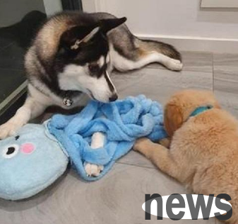 Don t let huskies take care of puppies, otherwise golden retrievers can be taught bad habits too!