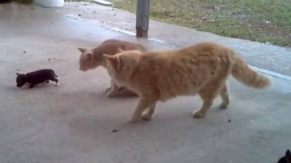 The little puppy met two very large cats. Fortunately, the mother dog arrived in time. She was so domineering!