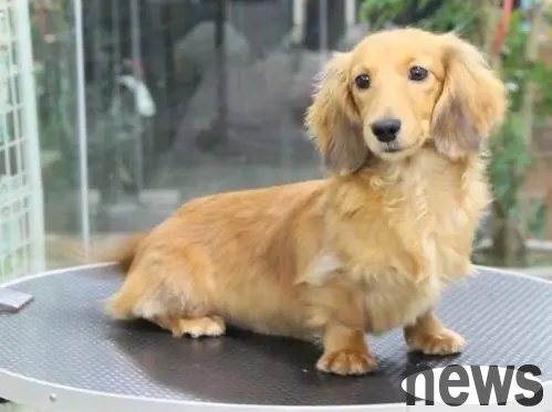 The lifespan of a long-haired dachshund is generally 14 to 17 years