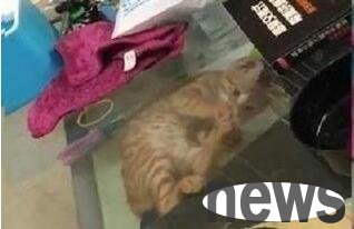 The owner gave other cats cans to eat. After waking up, the kitten angrily hid on the coffee table, played with its feet and ignored everyone.