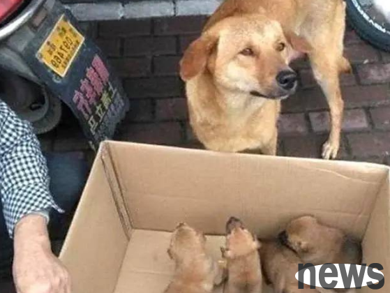Native dog recognizes own child in dog park