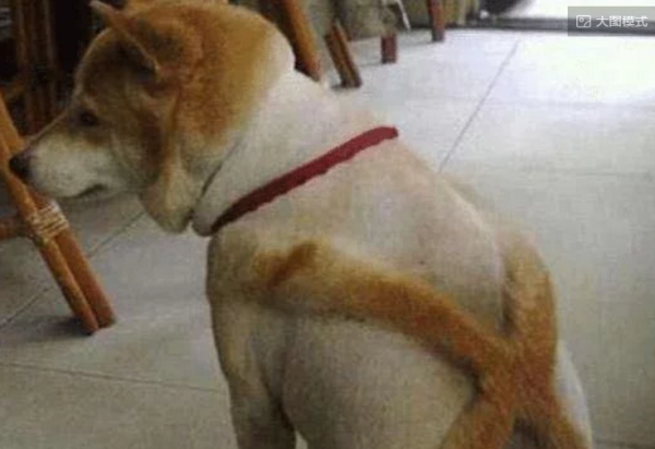 The owner shaved the cat completely, but the cat didn t react and continued to lick its fur like before, but ended up licking it with his tongue