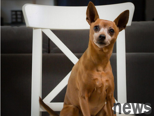 The fawn dog’s hind legs are weak. The fawn dog’s hind legs have no strength to walk.