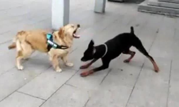 When a Doberman pinscher fights with a golden retriever, he only sweeps his legs. The golden retriever: What a cheat!