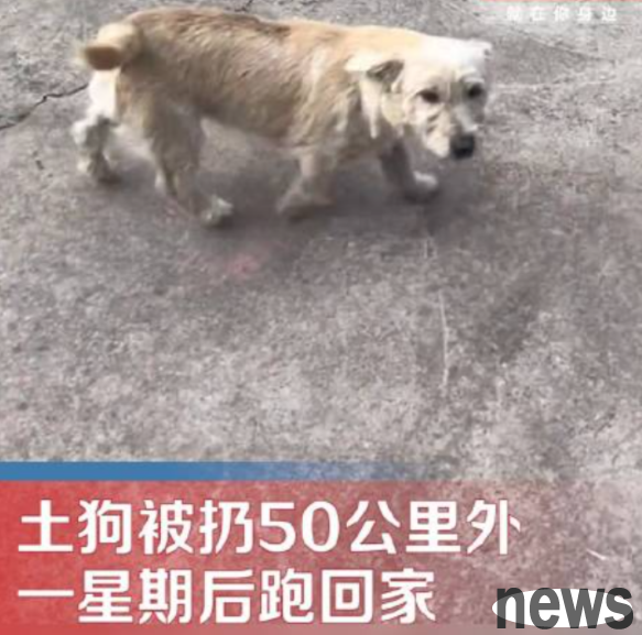 A native dog was thrown 50 kilometers away and ran home a week later. How could such a loyal owner be willing to throw away the dog in the first place?