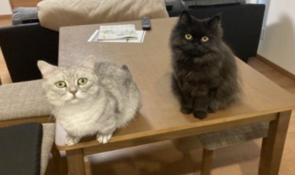 The cat was found hiding behind the TV, with a panicked face... How did he find me?