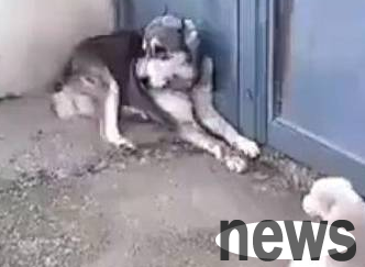 The little puppy was frightened and screamed, the golden retriever rushed up indiscriminately, and Erha was frightened and confused.