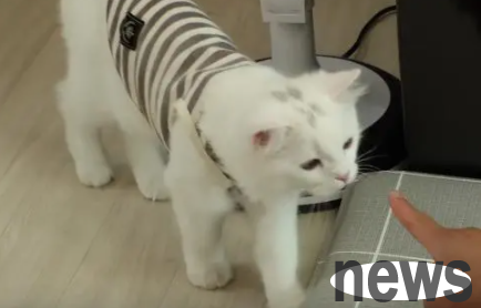 Can a cat fall asleep in three seconds? Still unable to sleep unless held in the arms of the master?