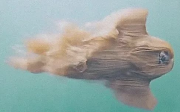 The dog went swimming, but the water leaked and there was no movement for a long time. The owner was shocked when he saw the mouse.