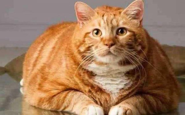 The orange cat had a sad face because he was too fat and had an accident, but his owner burst out laughing!