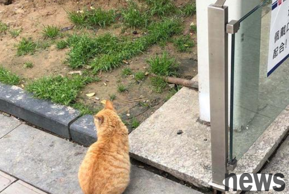 A stray orange cat joins forces with a nearby supermarket to molest passers-by. This is so smart, right?