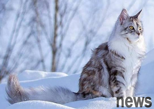 I spent RMB 13,000 to buy Maine Coon cats online, but the goods were not right and the seller lost contact.