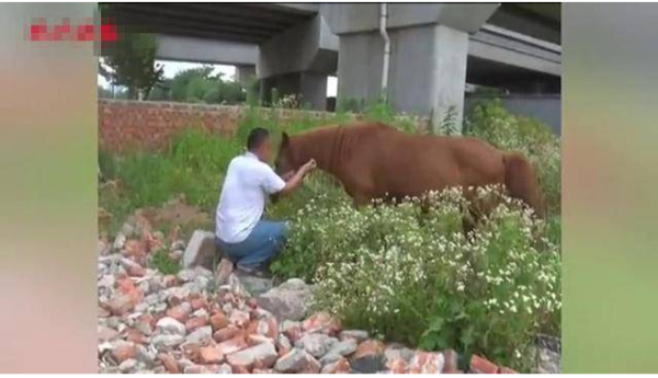 Picking up cats and dogs is nothing! This big brother actually picked up a horse