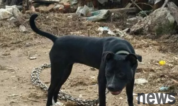 When I returned to the countryside, I found a pit bull with white hooves and black body. The dog, which is worth tens of thousands, was chained and guarding the house!