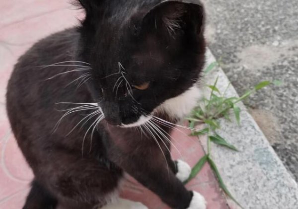 Petting cats and talking about healing--The Black Cat Sheriff s Notes