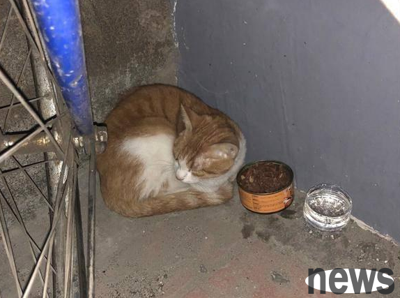 Orange cat goes crazy and scratches owner because owner adopts stray cat