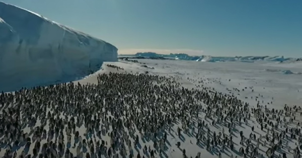 Global warming causes glaciers to melt: Ice shelves are washed away by sea water, and 50,000 penguin troops disappear