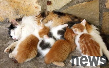 What is it like to have a cat-sucking physique? When I got home from get off work, there were 7 cats on the bed!