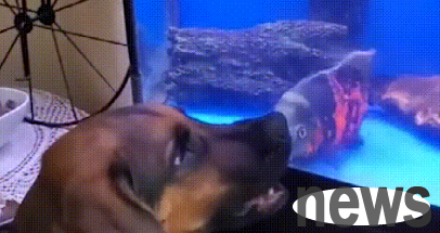 The dog and the fish were unhappy with each other and started a fierce biting battle. The scene was intense but extremely comfortable.