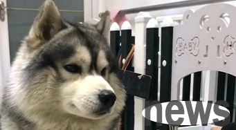 The owner gave the dog food to put in the cage, but he didn t go out. When he took out this 