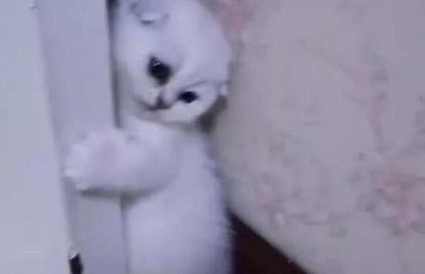 The woman brought the cat with her after moving house. She couldn t see the cat while eating. When she found the cat, she became uneasy.