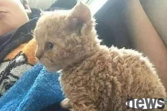 The older I keep a cat, the weirder it gets, but after 2 months I have doubts about its parentage. Who is your father?