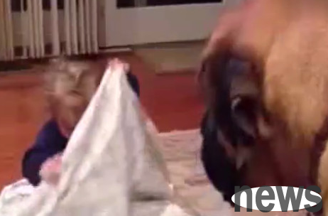 The baby plays hide-and-seek with the dog, and the dog’s behavior makes the owner laugh!