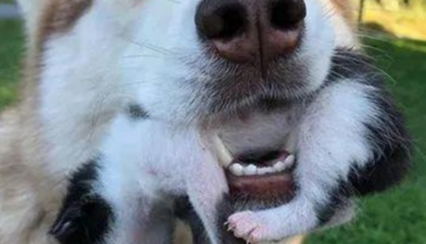 Seven milk cats were left to die in the woods, but the next second they met Erha and became a wet nurse from then on?