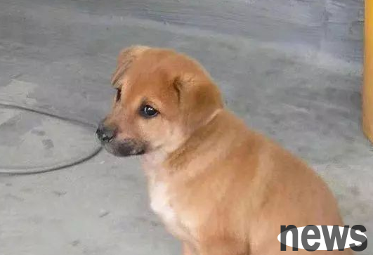 I fed the stray dog ​​in the garage, and it was waiting there very early the next day...