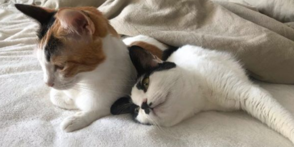 It’s like a six-star cat hotel! Major transformation of scrapped vans