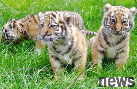 Quanzhou: A male lion and a female tiger give birth to a liger cub. The tiger mother has no intention of feeding the baby, and the dog mother is temporarily feeding the baby.