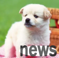 US Dog Food Ranking | Freshly released: 2016 US WDJ Magazine Dog Food Recommendation List!